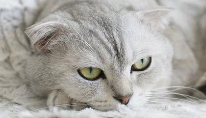 乐鱼体育在线下载-埃及赛制解析：本土赛事如何影响国际大赛表现，埃及联赛