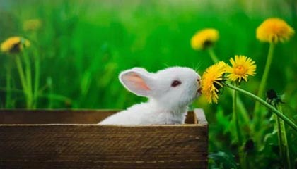 乐鱼体育在线下载-埃及赛制解析：本土赛事如何影响国际大赛表现，埃及联赛